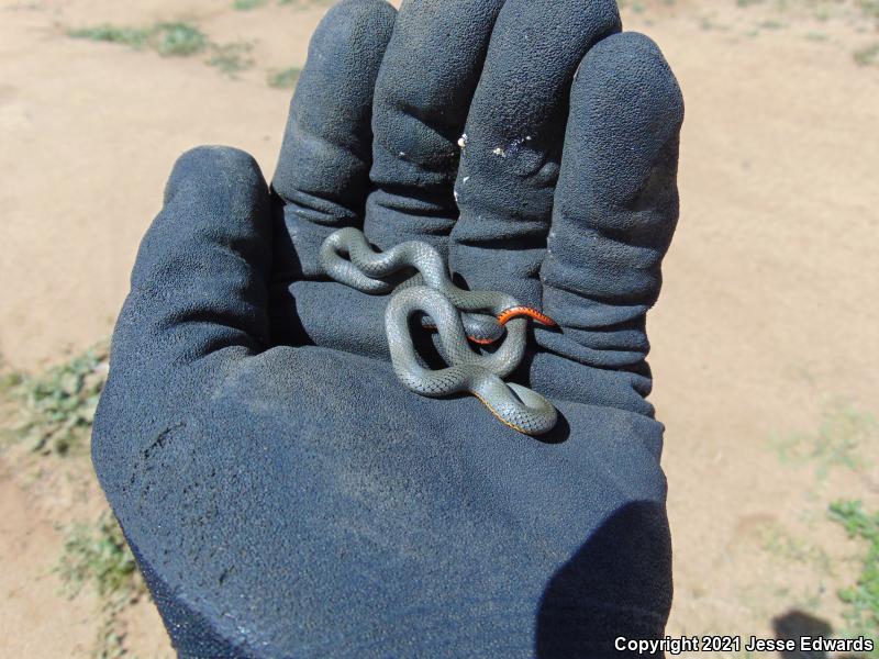 San Bernardino Ring-necked Snake (Diadophis punctatus modestus)