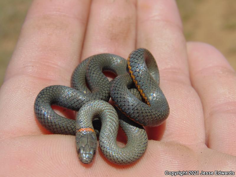 San Bernardino Ring-necked Snake (Diadophis punctatus modestus)