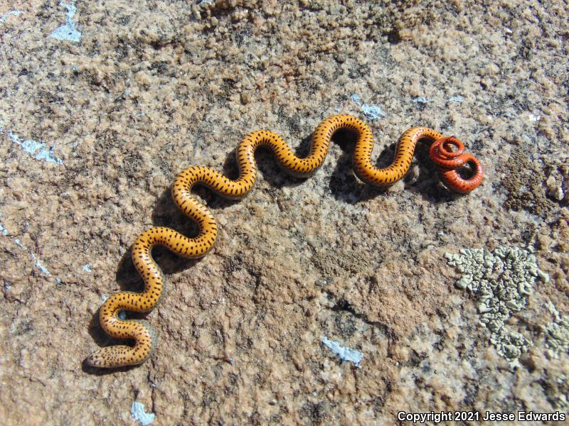 San Bernardino Ring-necked Snake (Diadophis punctatus modestus)