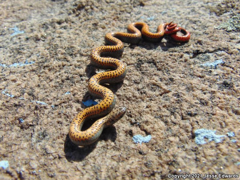 San Bernardino Ring-necked Snake (Diadophis punctatus modestus)