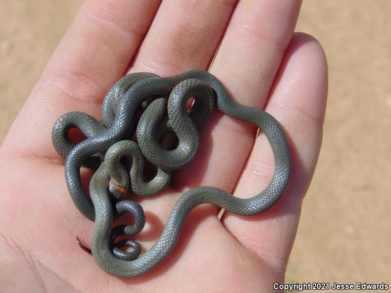 San Bernardino Ring-necked Snake (Diadophis punctatus modestus)