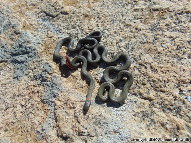 San Bernardino Ring-necked Snake (Diadophis punctatus modestus)