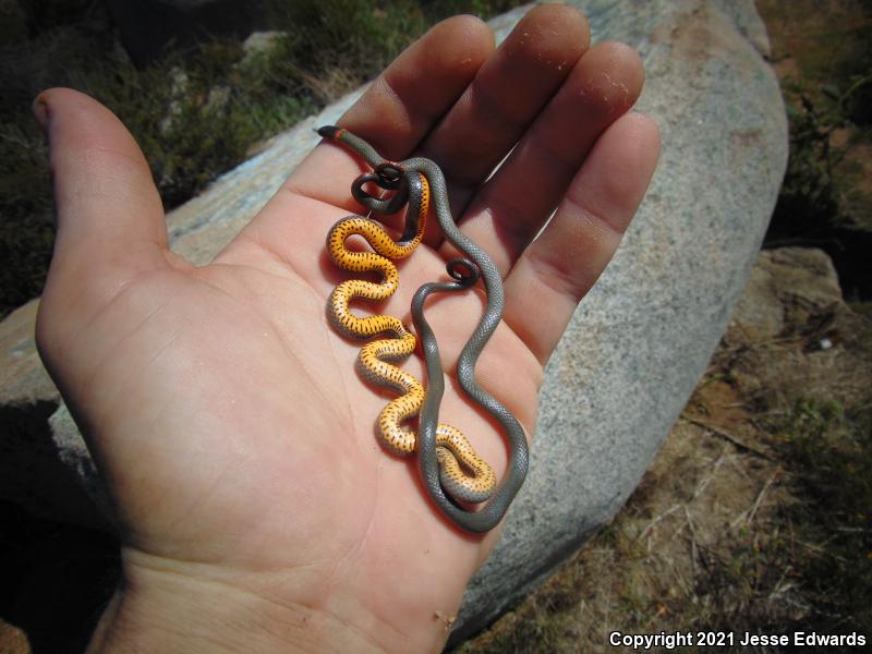 San Bernardino Ring-necked Snake (Diadophis punctatus modestus)