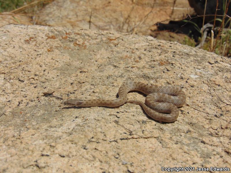 San Diego Nightsnake (Hypsiglena ochrorhyncha klauberi)