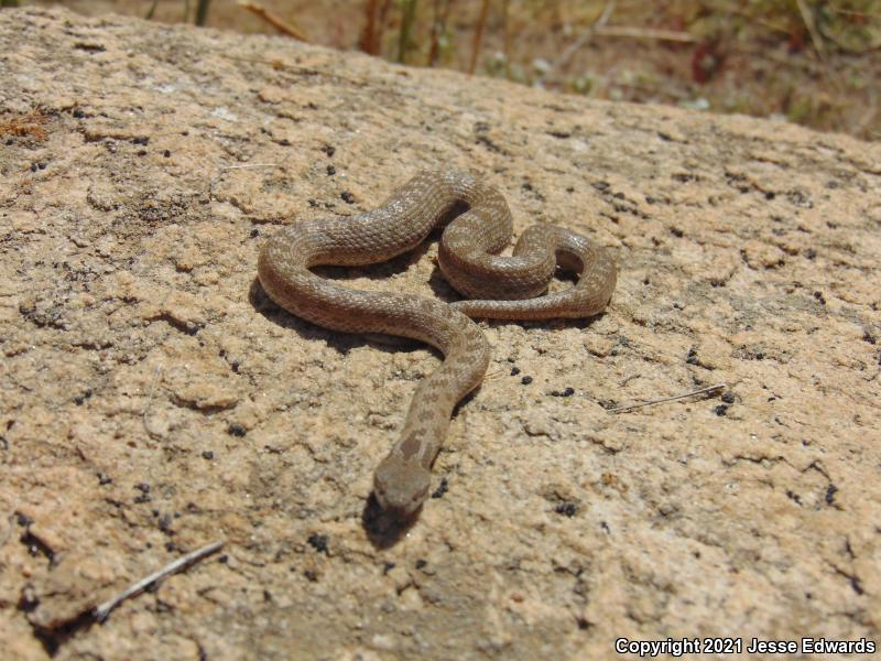 San Diego Nightsnake (Hypsiglena ochrorhyncha klauberi)