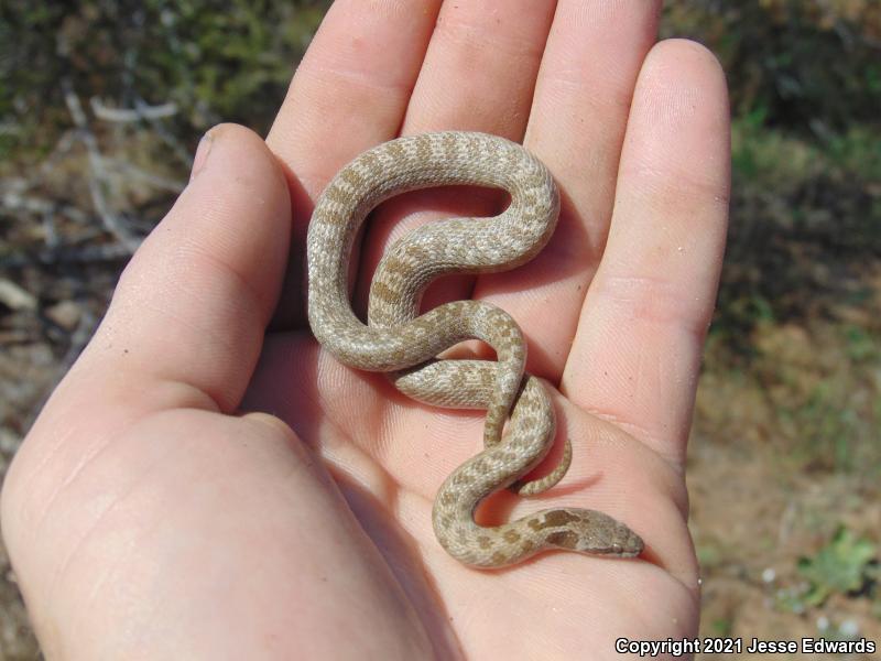 San Diego Nightsnake (Hypsiglena ochrorhyncha klauberi)