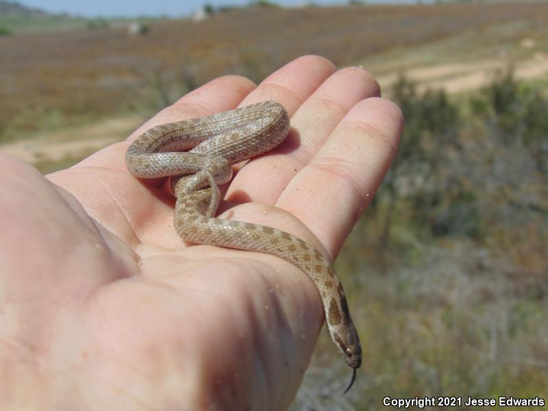 San Diego Nightsnake (Hypsiglena ochrorhyncha klauberi)