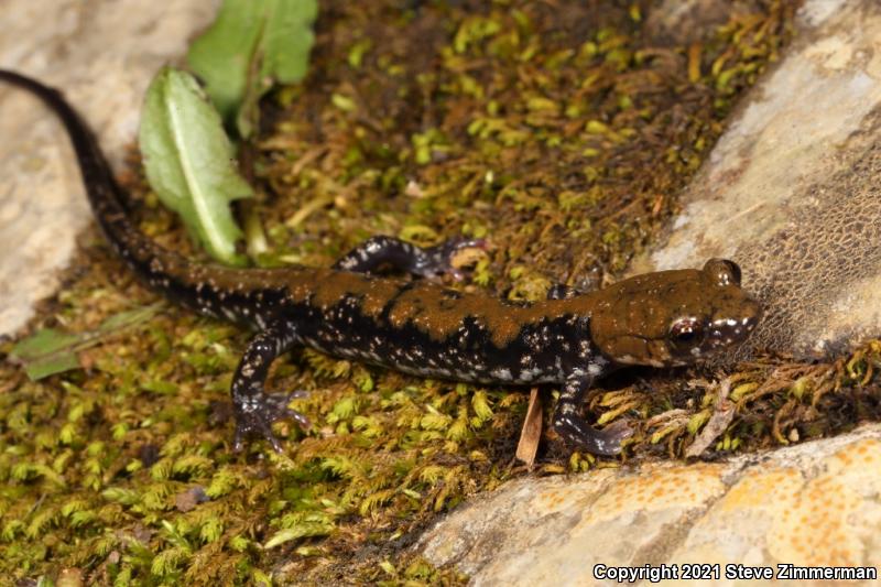 Pigeon Mountain Salamander (Plethodon petraeus)