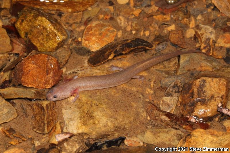 Spring Salamander (Gyrinophilus porphyriticus)