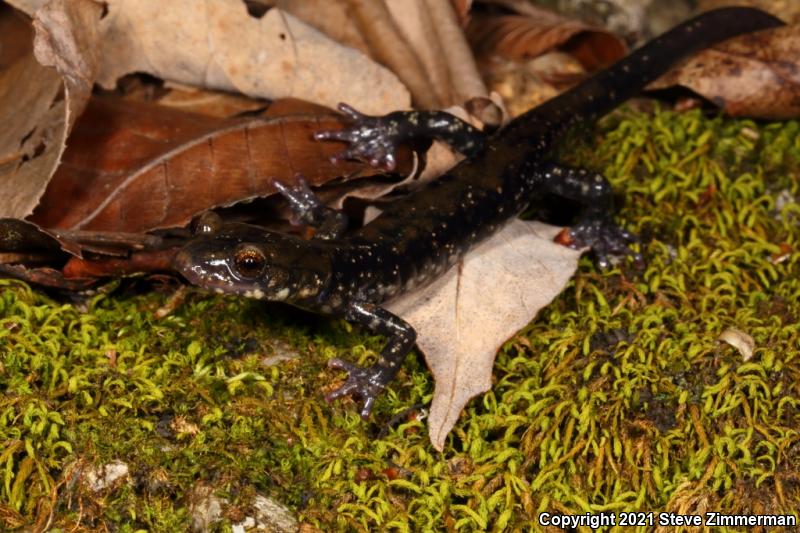 Pigeon Mountain Salamander (Plethodon petraeus)