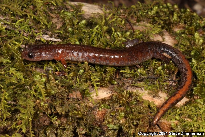 Southern Zigzag Salamander (Plethodon ventralis)