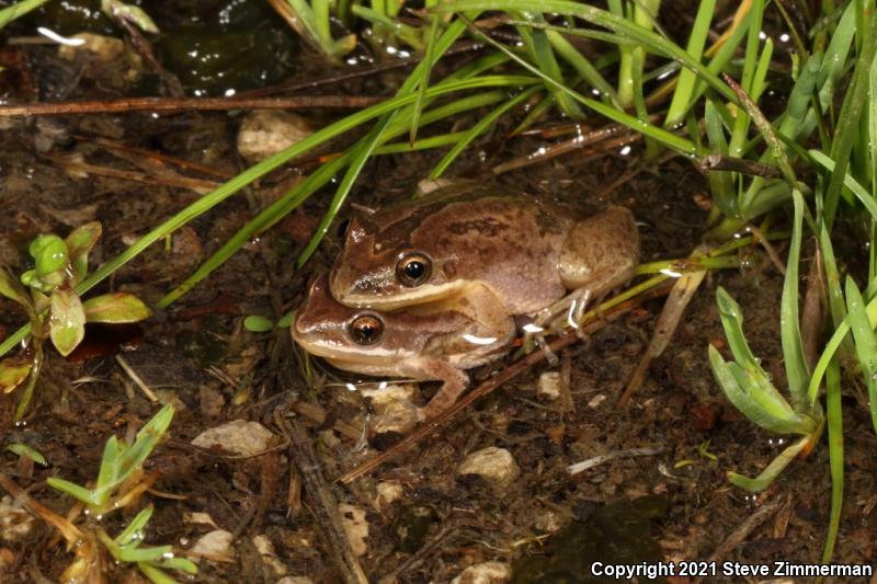 Upland Chorus Frog (Pseudacris feriarum)