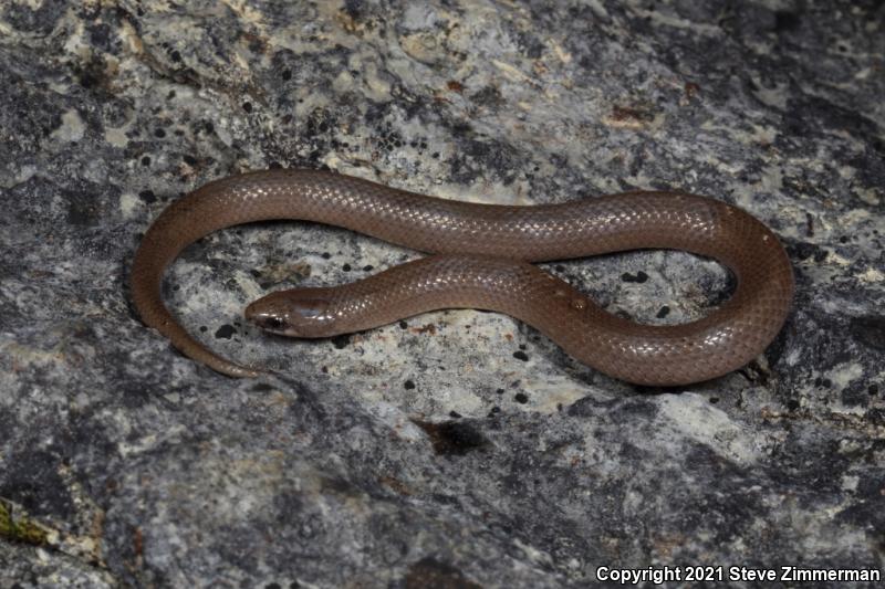 Smooth Earthsnake (Virginia valeriae)