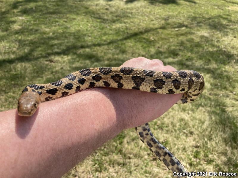 Western Foxsnake (Pantherophis vulpinus)