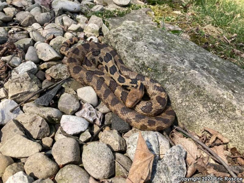 Western Foxsnake (Pantherophis vulpinus)