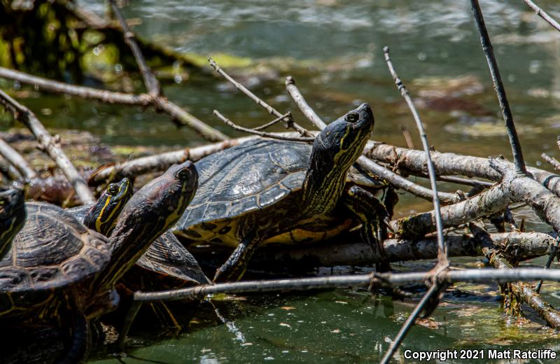 Cumberland Slider (Trachemys scripta troostii)