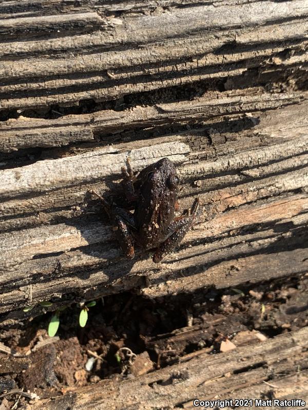 Southern Cricket Frog (Acris gryllus)