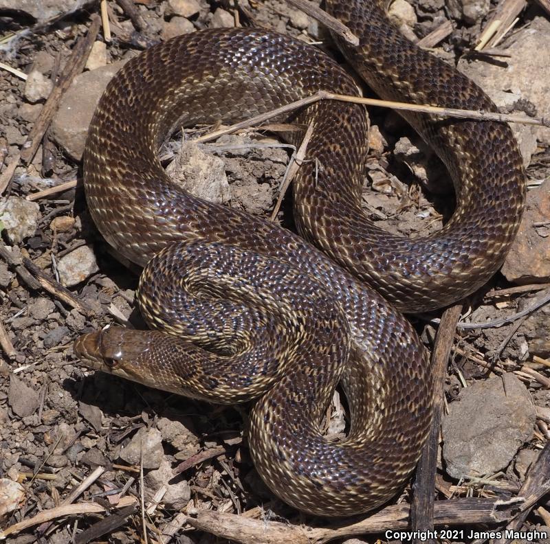 Pacific Gopher Snake (Pituophis catenifer catenifer)