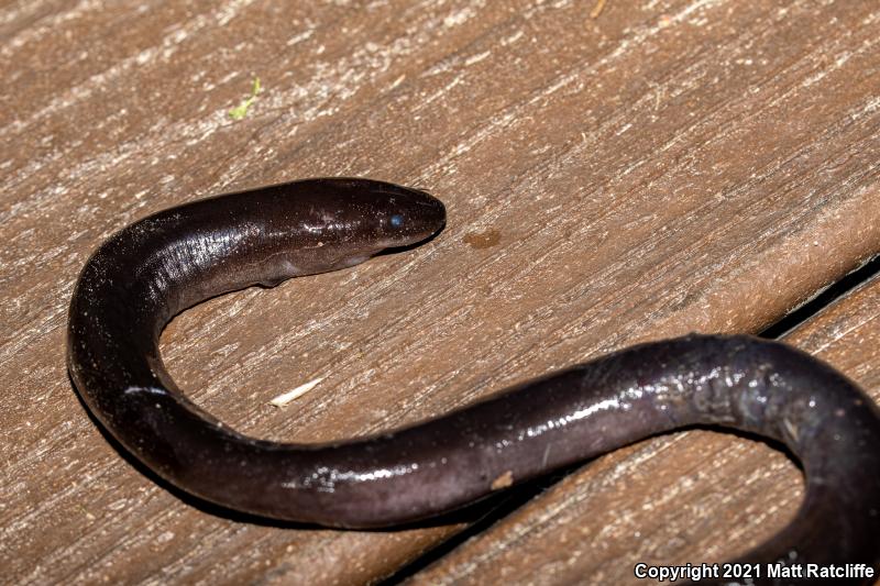 Three-toed Amphiuma (Amphiuma tridactylum)