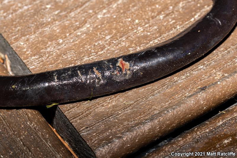 Three-toed Amphiuma (Amphiuma tridactylum)