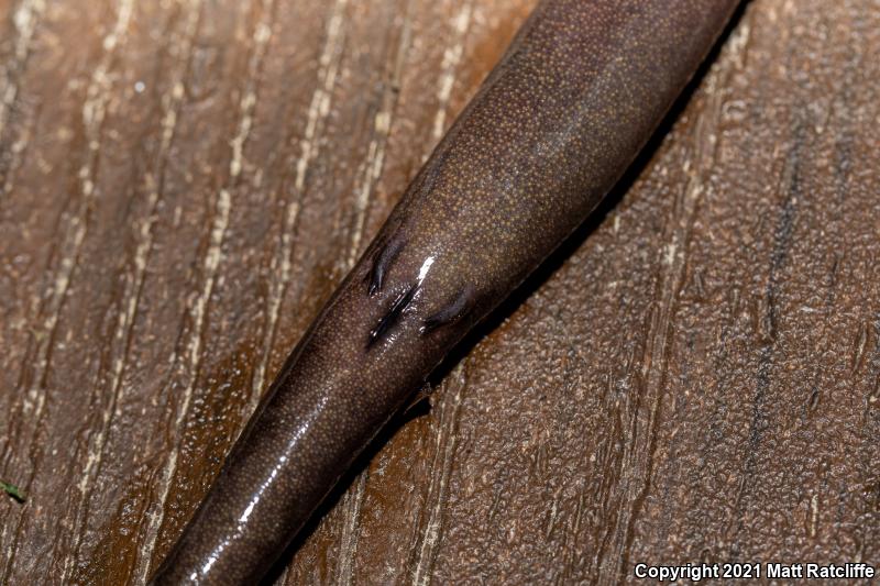 Three-toed Amphiuma (Amphiuma tridactylum)