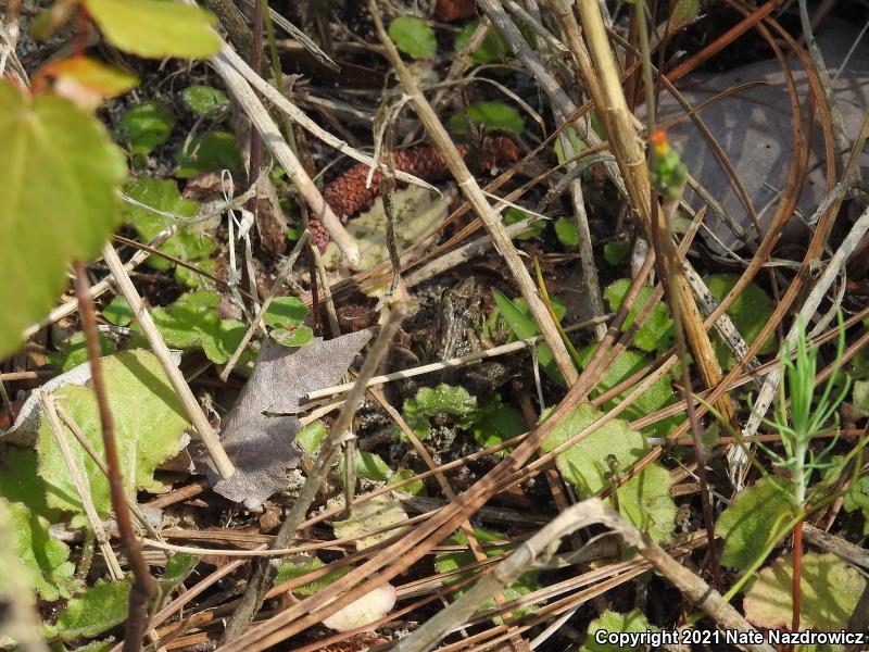 Florida Cricket Frog (Acris gryllus dorsalis)