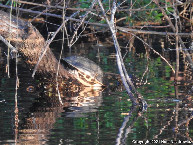 Eastern Chicken Turtle (Deirochelys reticularia reticularia)