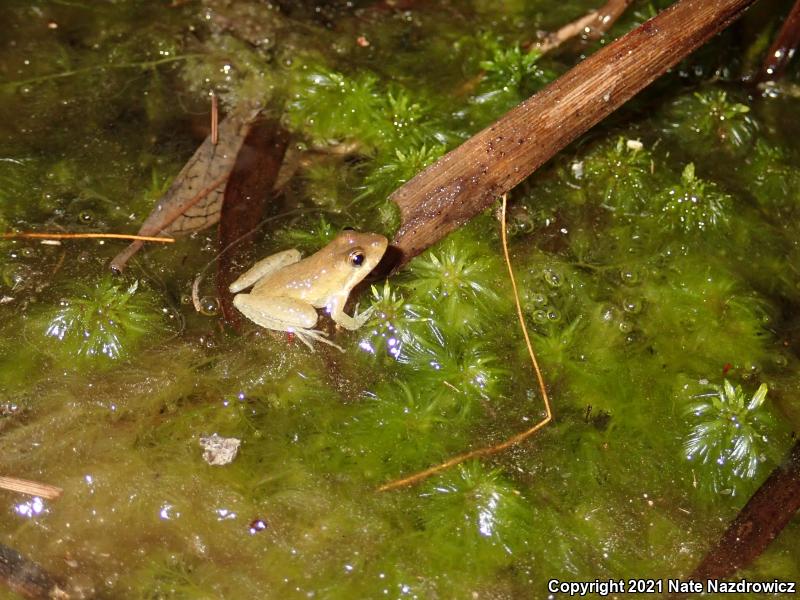 Florida Cricket Frog (Acris gryllus dorsalis)