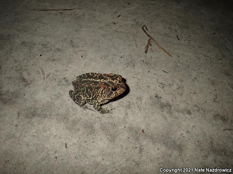 Southern Toad (Anaxyrus terrestris)