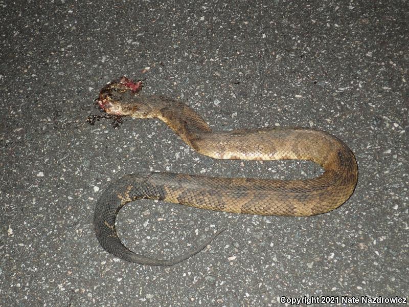 Florida Cottonmouth (Agkistrodon piscivorus conanti)