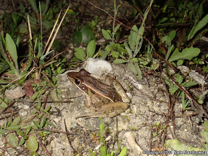 Florida Leopard Frog (Lithobates sphenocephalus sphenocephalus)