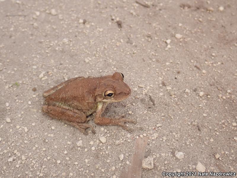 Cuban Treefrog (Osteopilus septentrionalis)