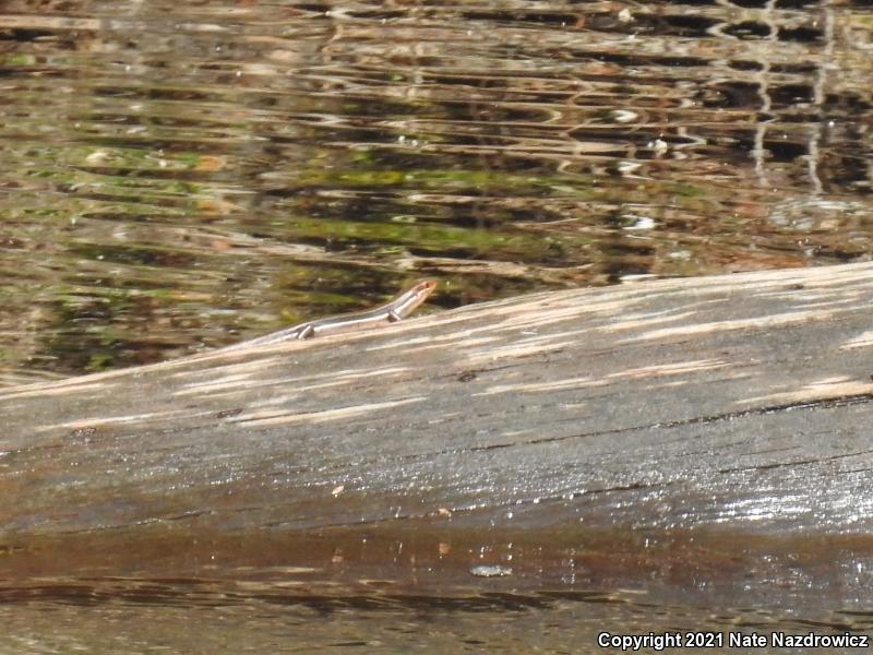 Southeastern Five-lined Skink (Plestiodon inexpectatus)