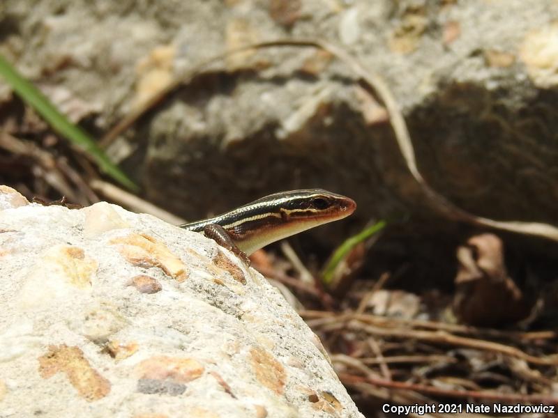 Broadhead Skink (Plestiodon laticeps)