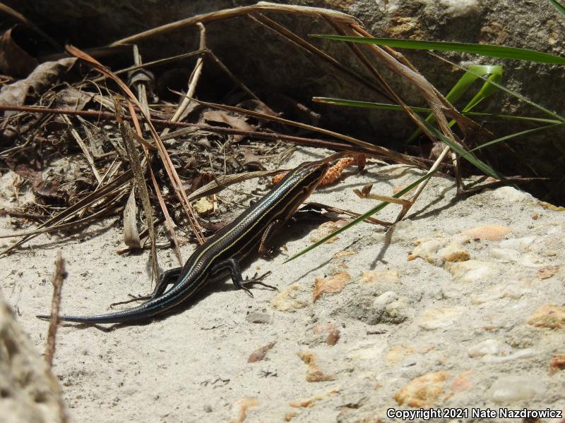 Broadhead Skink (Plestiodon laticeps)