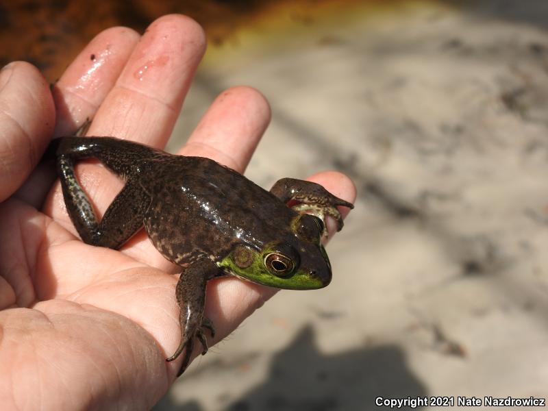 Pig Frog (Lithobates grylio)