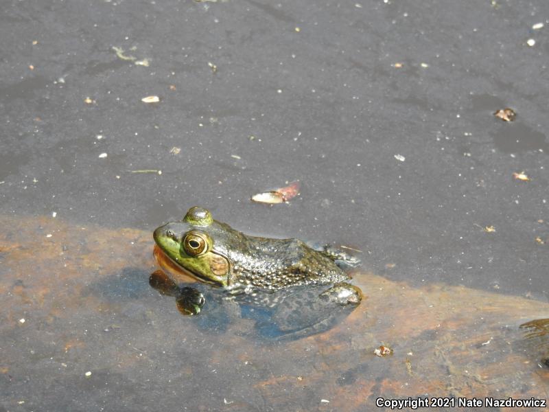 Pig Frog (Lithobates grylio)