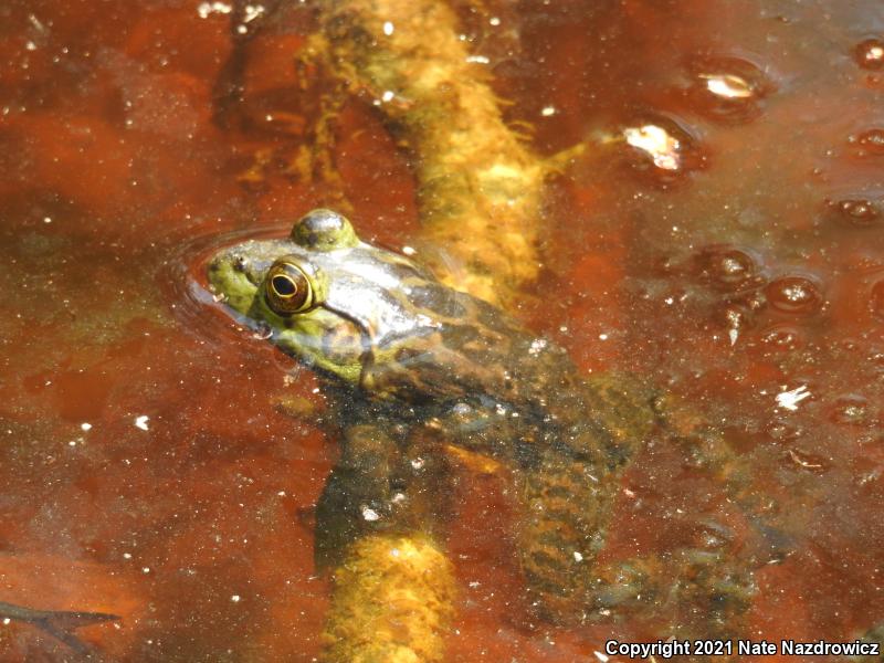 Pig Frog (Lithobates grylio)