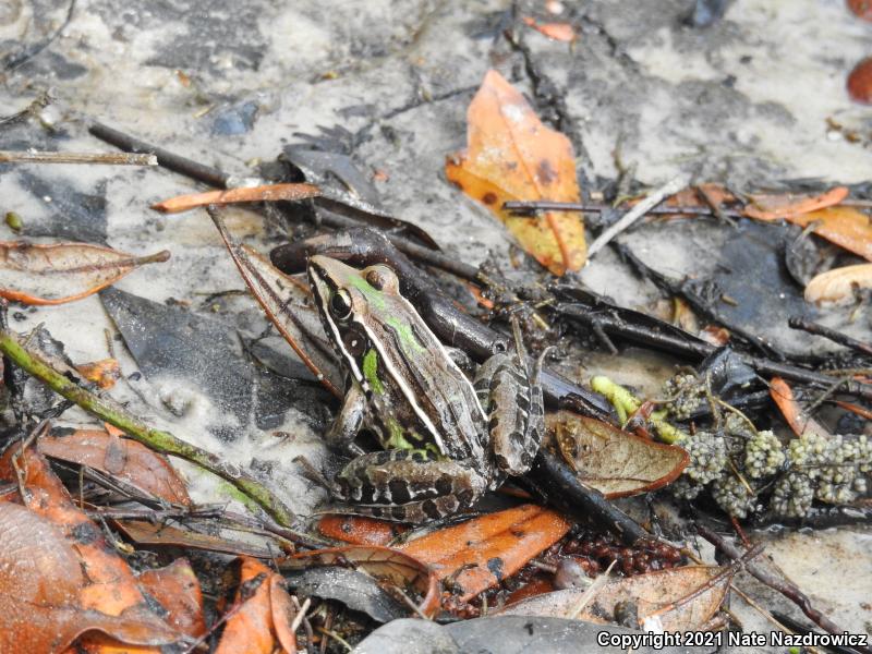 Florida Leopard Frog (Lithobates sphenocephalus sphenocephalus)