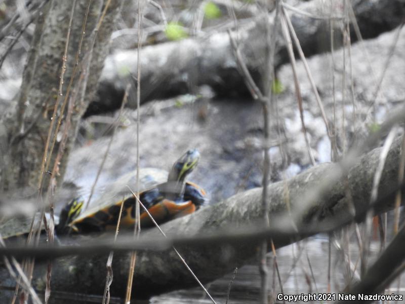 Suwannee Cooter (Pseudemys suwanniensis)