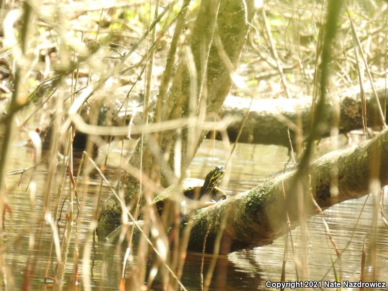 Suwannee Cooter (Pseudemys suwanniensis)