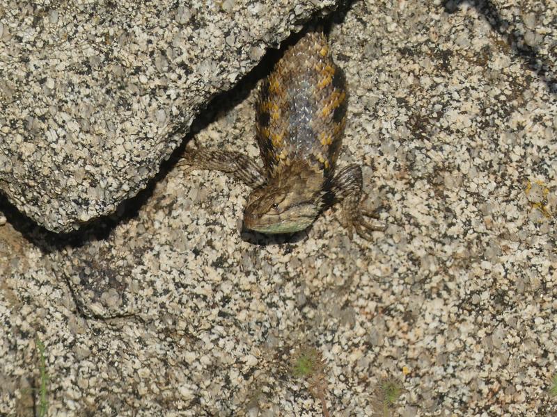 Purple-backed Spiny Lizard (Sceloporus magister magister)