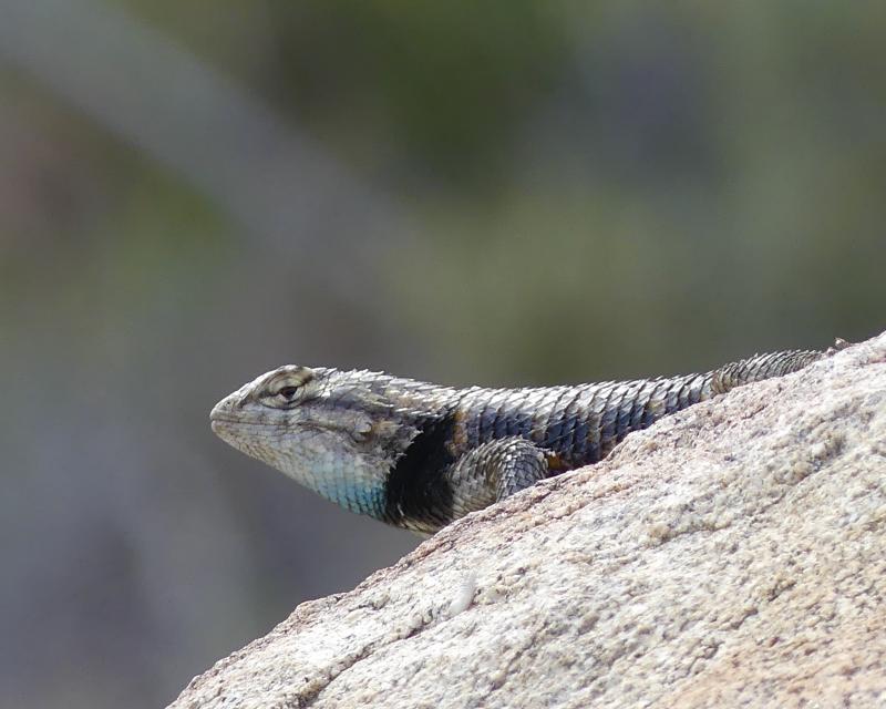 Purple-backed Spiny Lizard (Sceloporus magister magister)