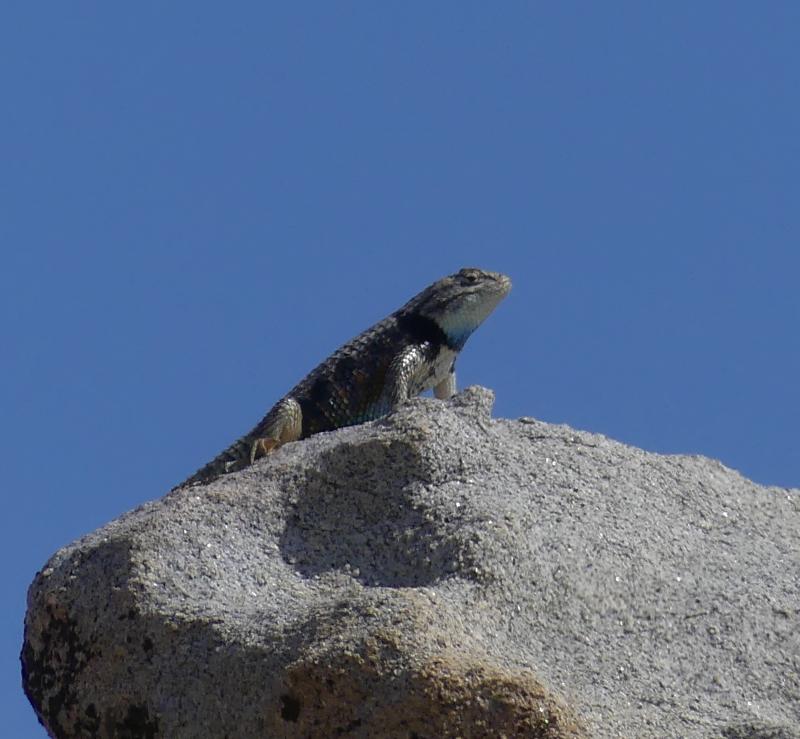 Purple-backed Spiny Lizard (Sceloporus magister magister)