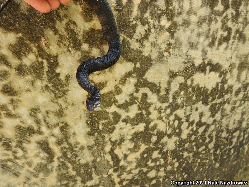 Florida Watersnake (Nerodia fasciata pictiventris)