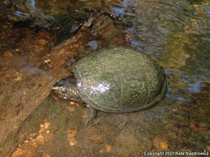 Striped Mud Turtle (Kinosternon baurii)