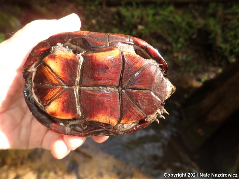 Striped Mud Turtle (Kinosternon baurii)