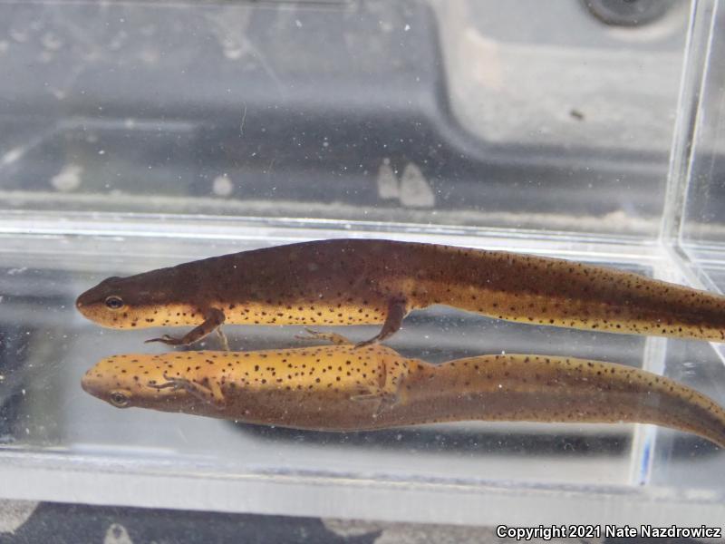 Central Newt (Notophthalmus viridescens louisianensis)