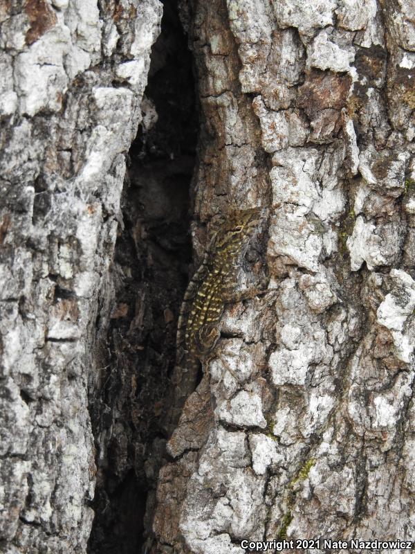 Brown Anole (Anolis sagrei)