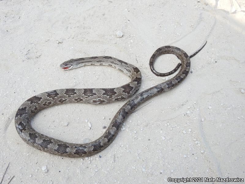 Black Ratsnake (Pantherophis obsoletus)